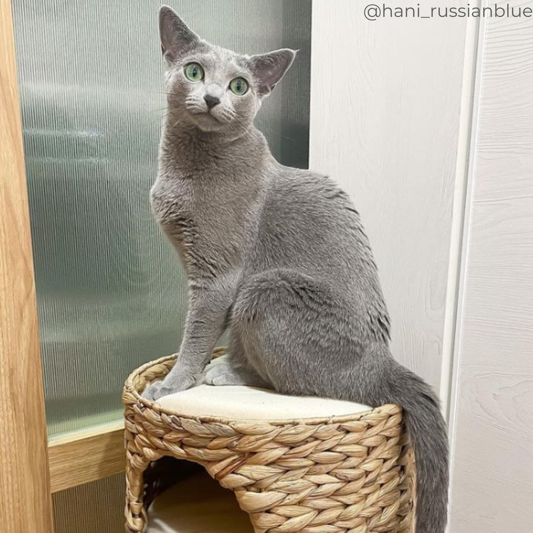 a beautiful gray cat sits on the top of the tiered cat bed